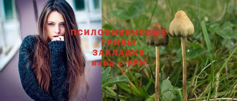 дарнет шоп  гидра ссылка  Псилоцибиновые грибы Magic Shrooms  Правдинск 